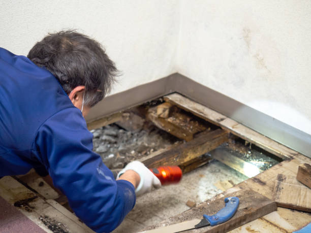 Best Mold Remediation  in Huntsville, MO
