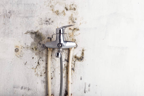 Best Toxic Mold Removal  in Huntsville, MO