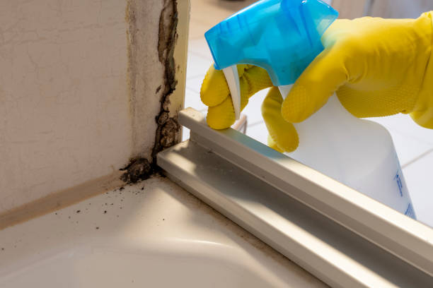 Best Fast Mold Removal  in Huntsville, MO