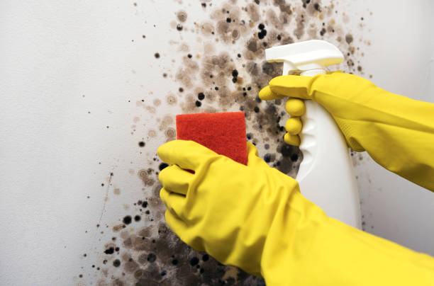Attic Mold Removal in Huntsville, MO