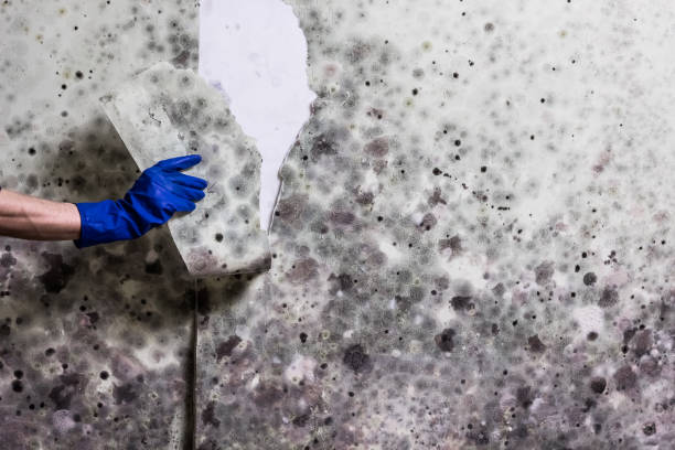 Best Fast Mold Removal  in Huntsville, MO