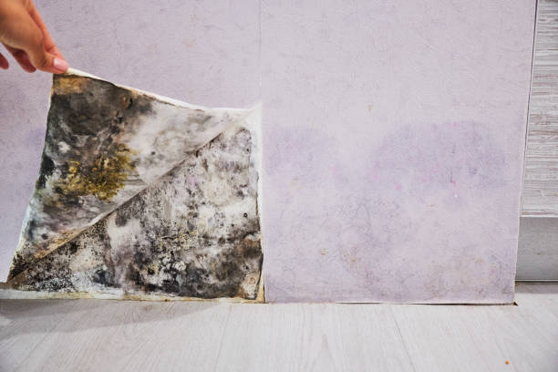 Trusted Huntsville, MO Mold Removal Experts